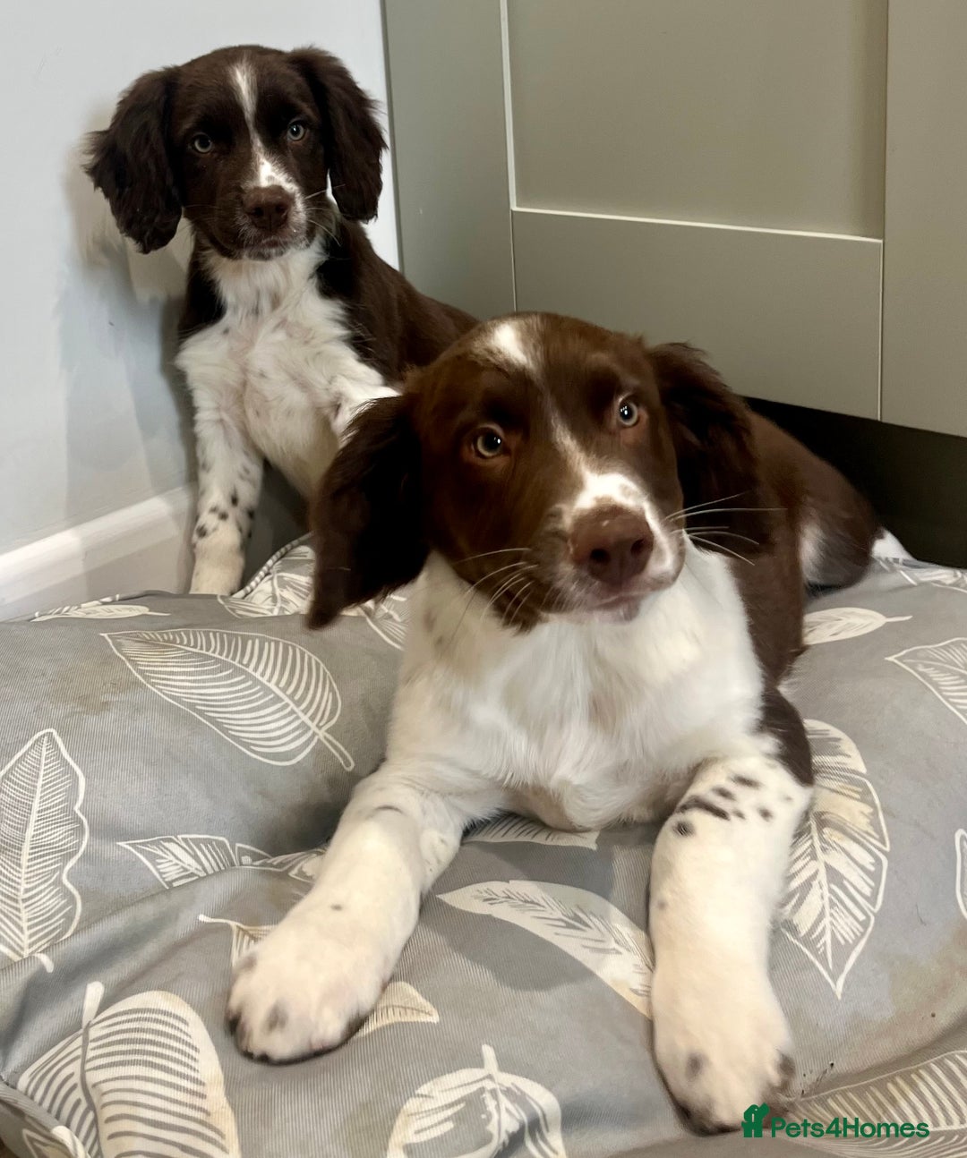 Sprollie dogs for sale: Beautiful Springer Spaniel x Border Collie Puppies - Image 3