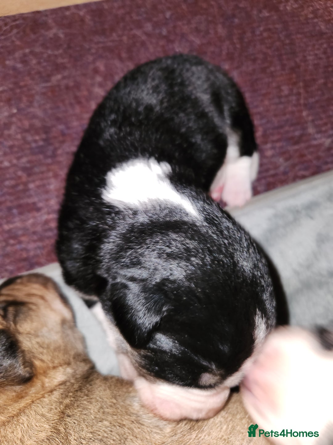 Border Collie dogs for sale: Beautiful border collie pups - Advert 8