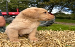 Labrador Retriever dogs for sale: Labrador retriever puppies for sale  - Image 13