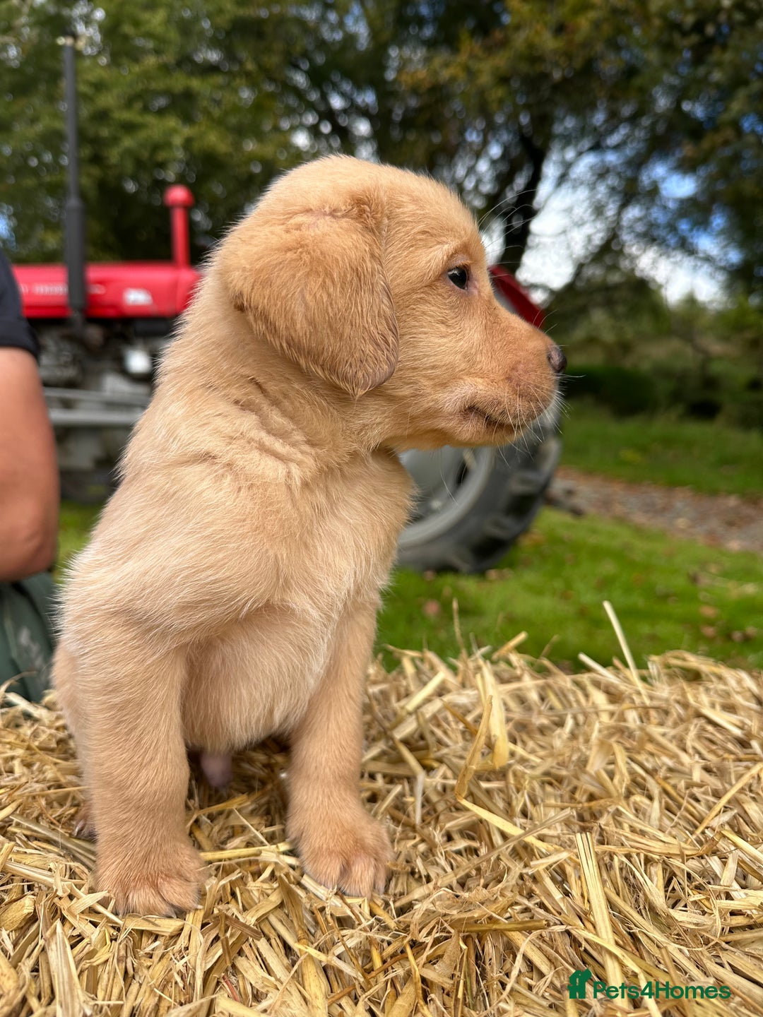 Labrador Retriever dogs for sale: Labrador retriever puppies for sale  - Image 13