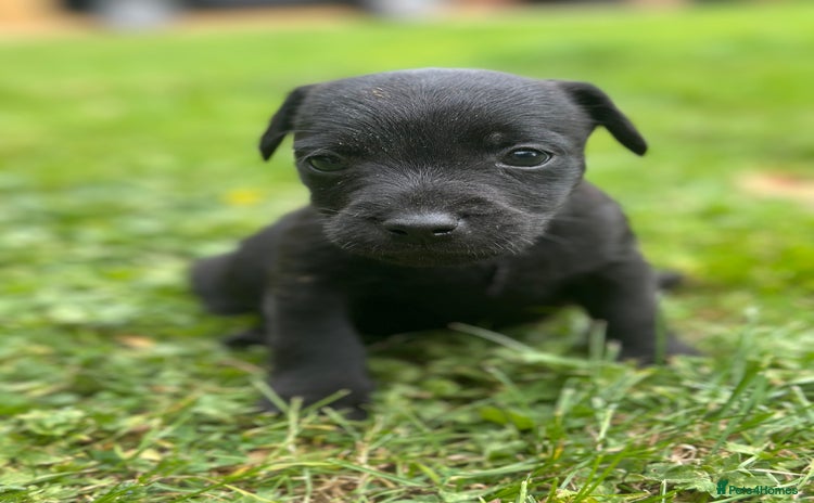 Patterdale Terrier dogs - Advert 10