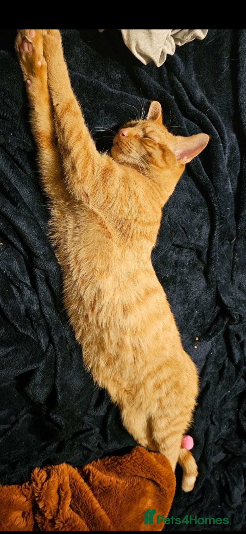Mixed Breed cats Beautiful 3 year old Ginger Cat - Advert 11