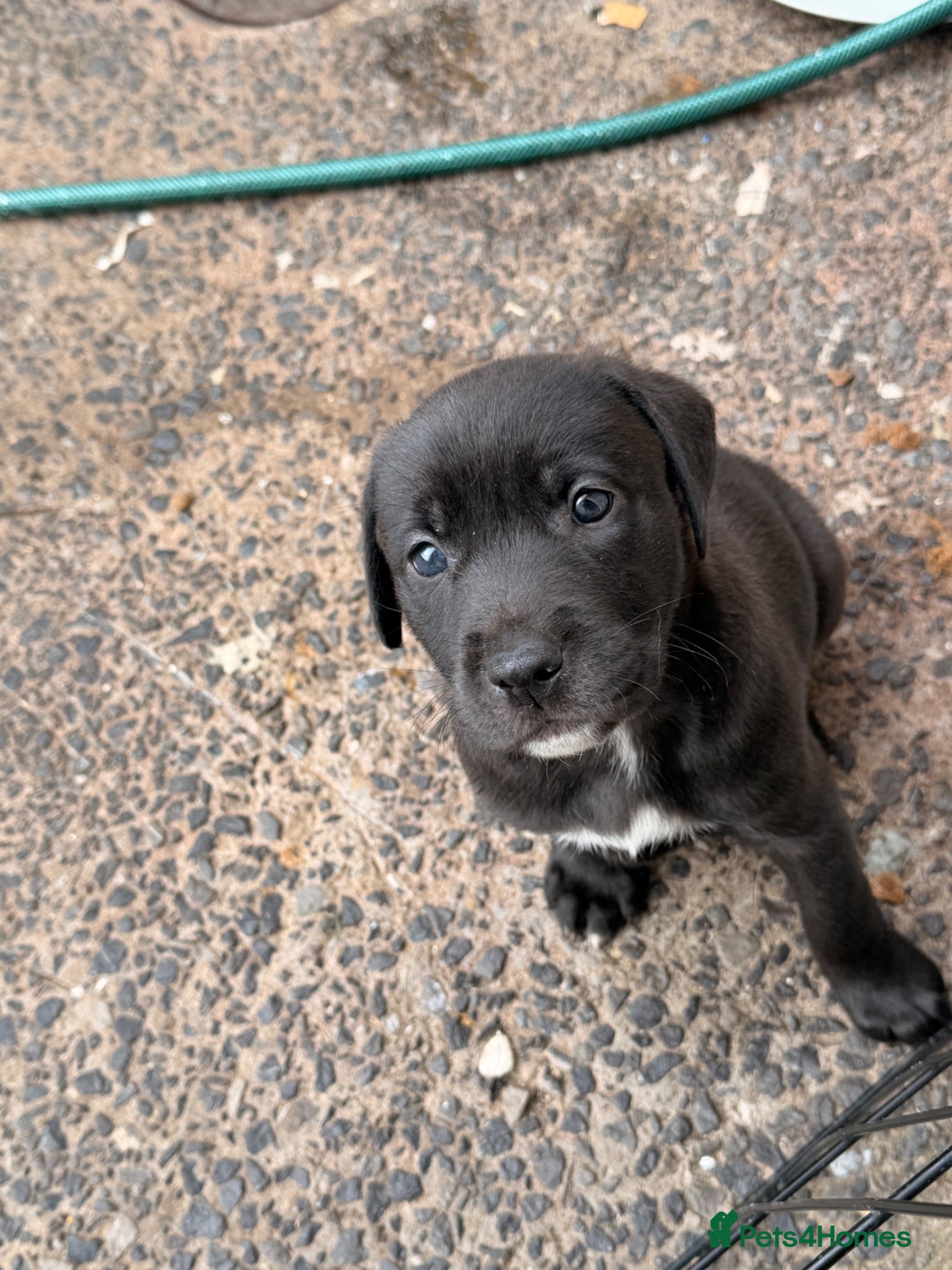 Mixed Breed dogs Labrador x  - Advert 18