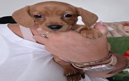 Miniature Dachshund dogs for sale: Miniture daschund puppies  - Image 8