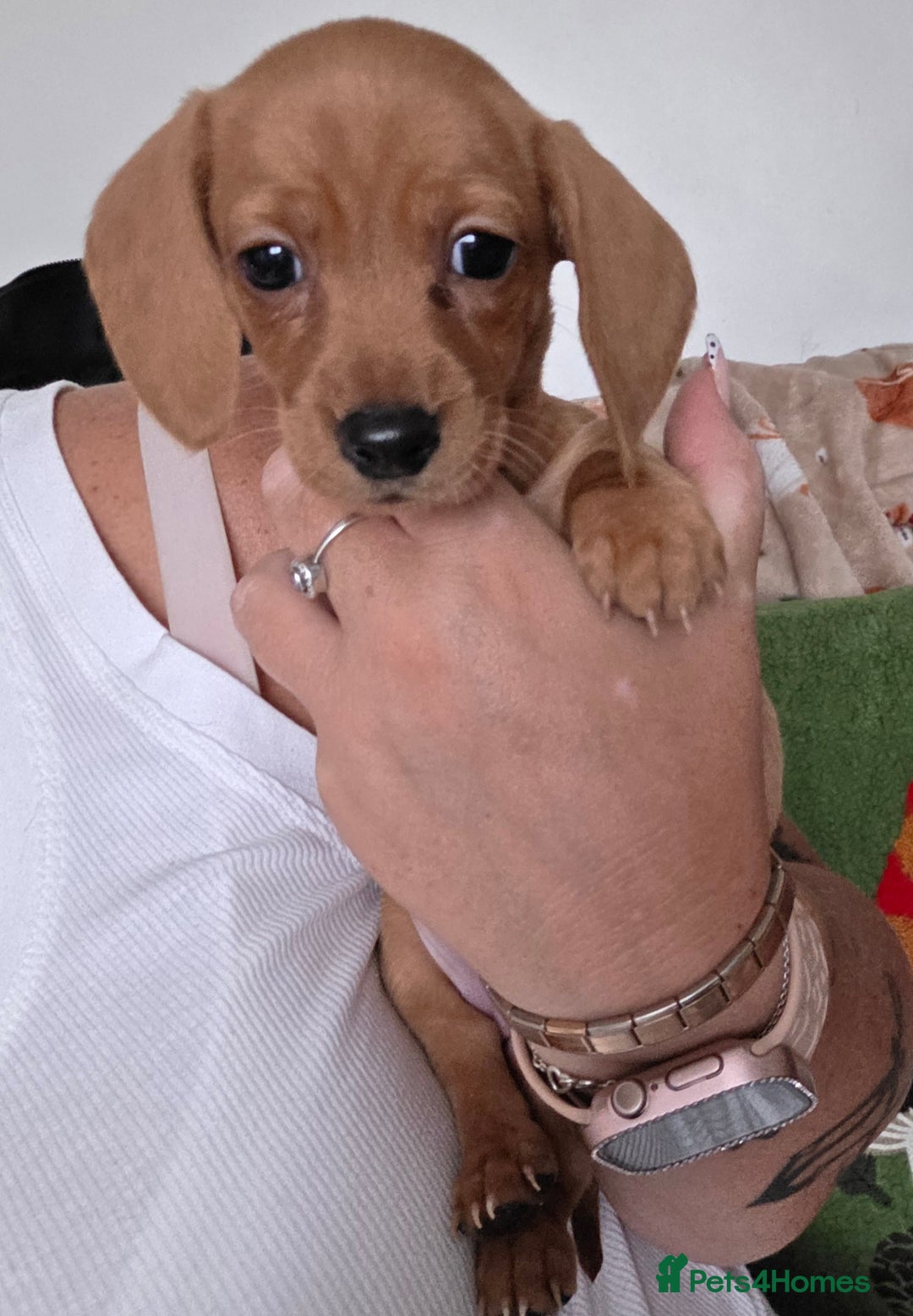 Miniature Dachshund dogs for sale: Miniture daschund puppies  - Image 8