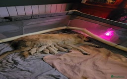 Golden Retriever dogs for sale: Beautiful golden retriever puppies - Image 5