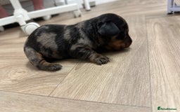Dachshund dogs for sale: Dachshunds puppies  - Image 10