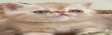 Exotic Kitten 1