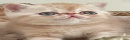 Exotic cats for sale: Gorgeous GCCF reg. kittens from Champions parents  - Advert 31
