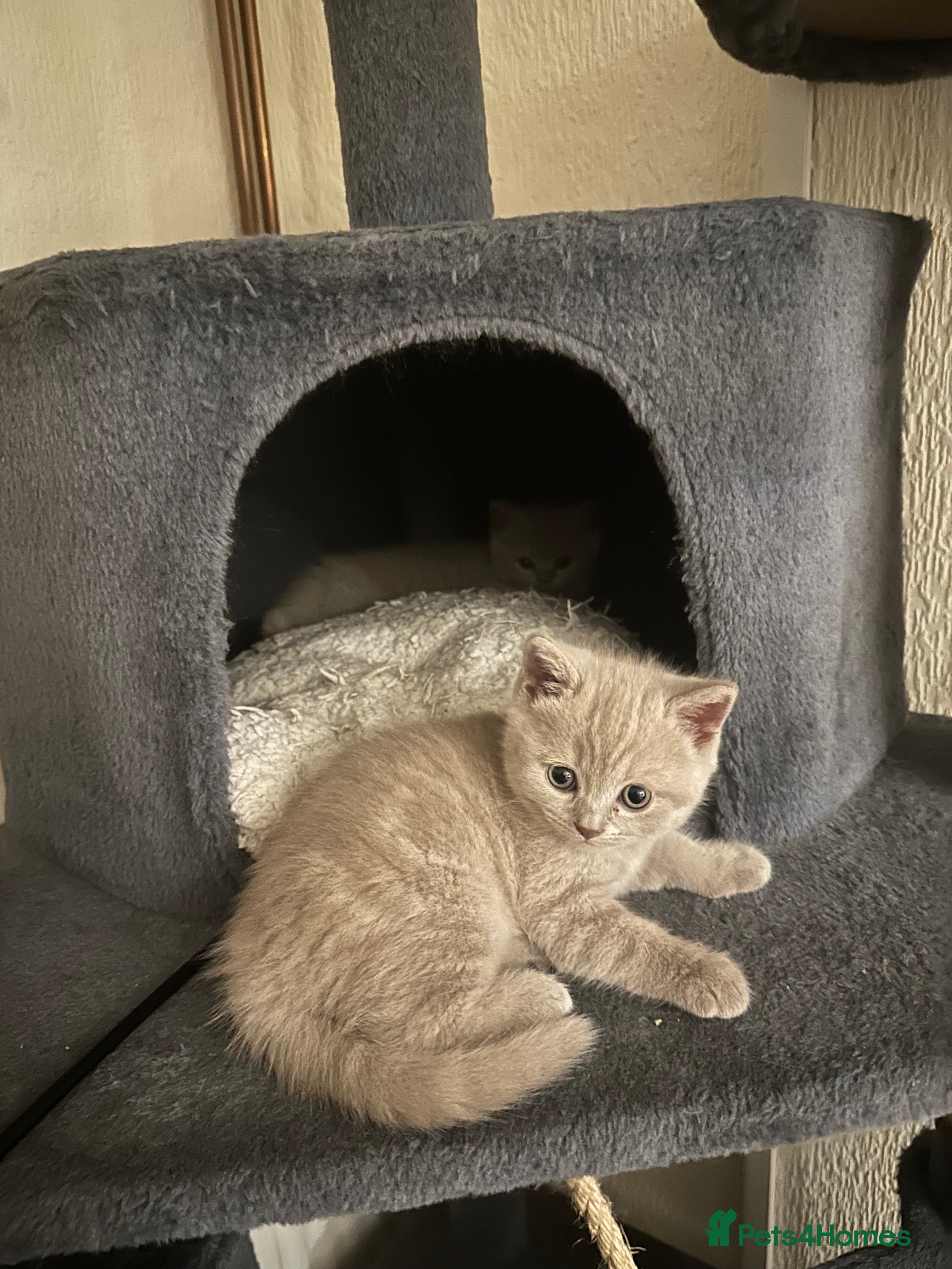 Scottish Fold cats Scottish fold - Advert 1