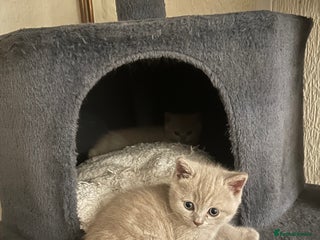 Scottish Fold cats Scottish fold - Advert 4