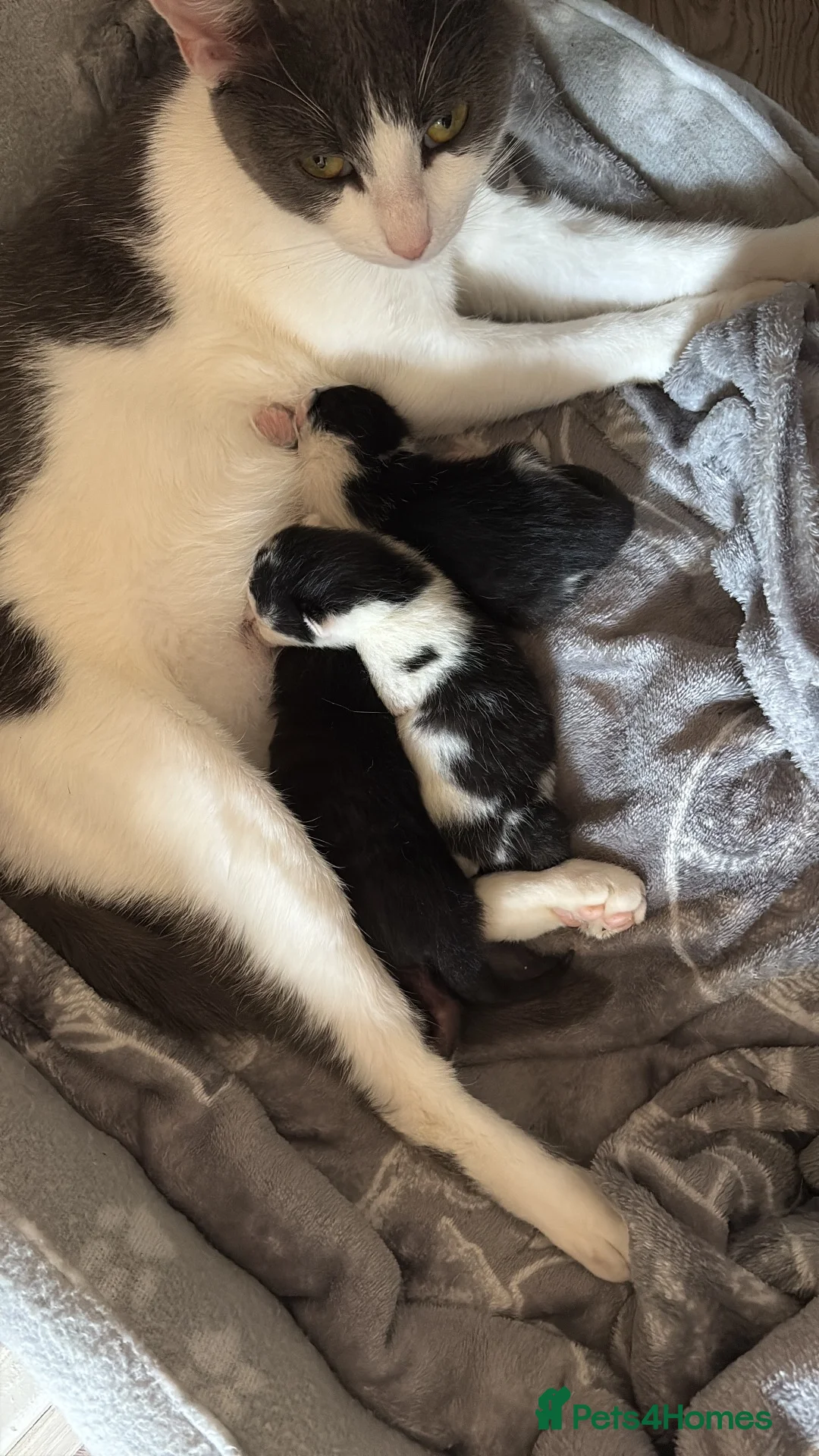 British Shorthair cats for sale: 3 kittens ready for homing  in Wolverhampton - Advert 1