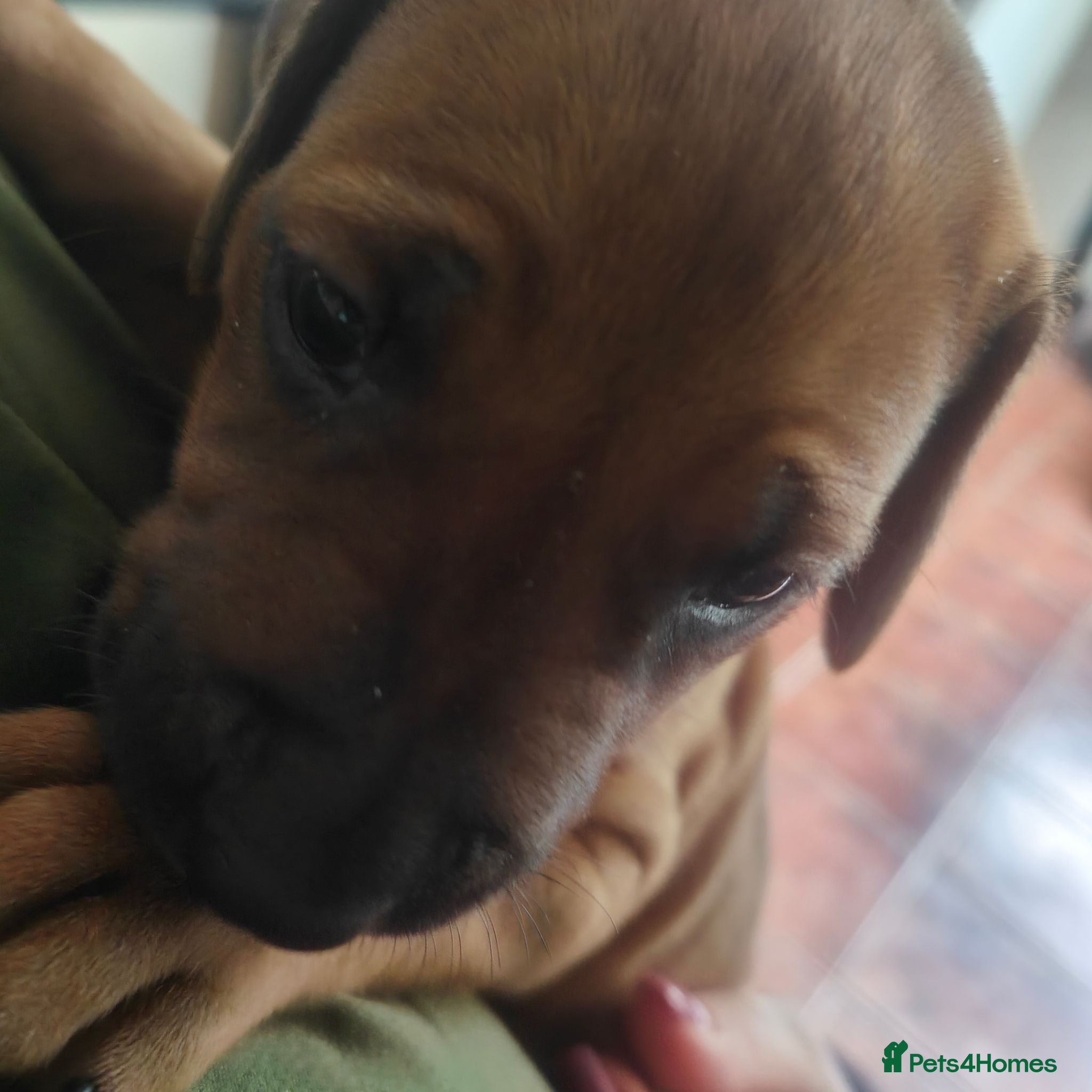 Rhodesian Ridgeback dogs Pedigree Rhodesian Ridgeback - Advert 3
