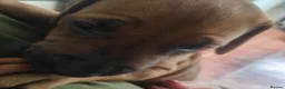Rhodesian Ridgeback dogs for sale: Pedigree Rhodesian Ridgeback - Advert 1