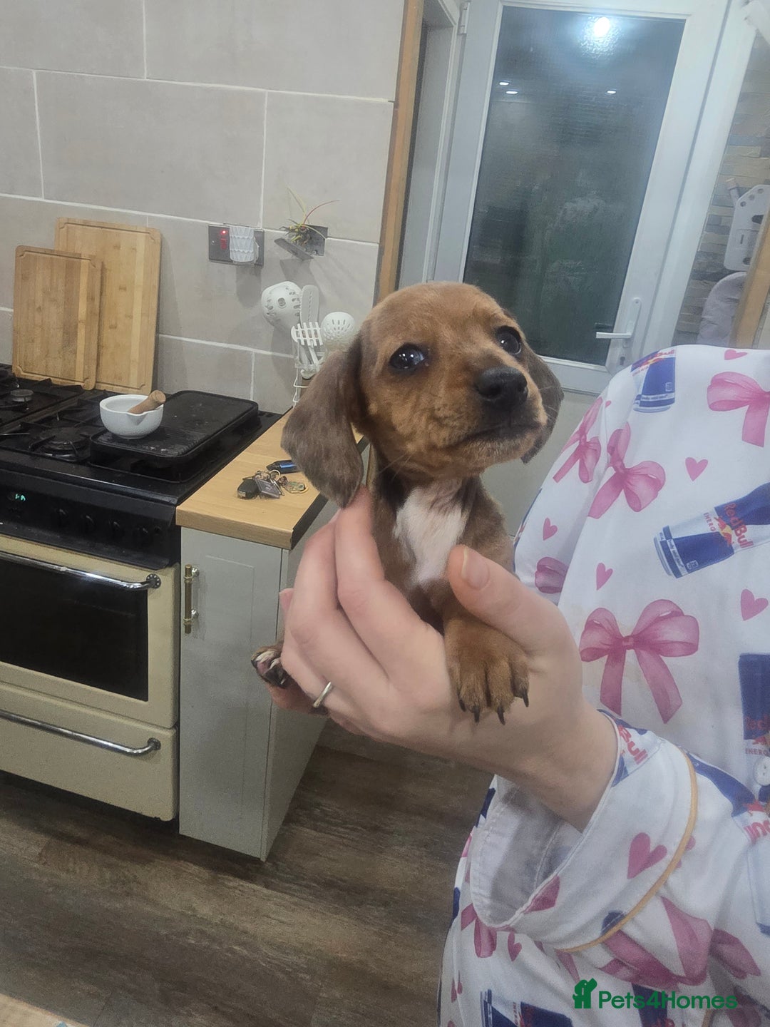 Dachshund dogs for sale: Dachsund puppies for sale  - Advert 4