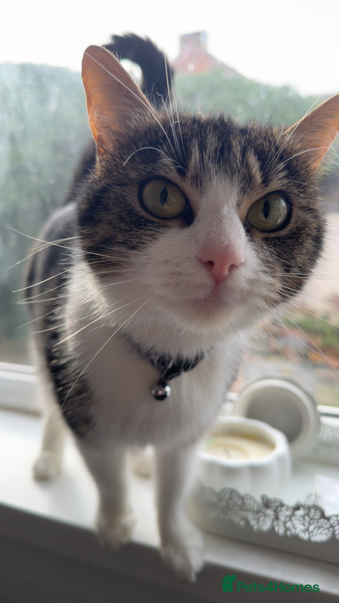 Domestic Shorthair cats for sale: 4 year old for adoption - Advert 4