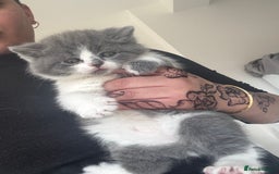 British Shorthair cats for sale: Pedigree British shorthair (Bi colour gene) in Birmingham - Image 21