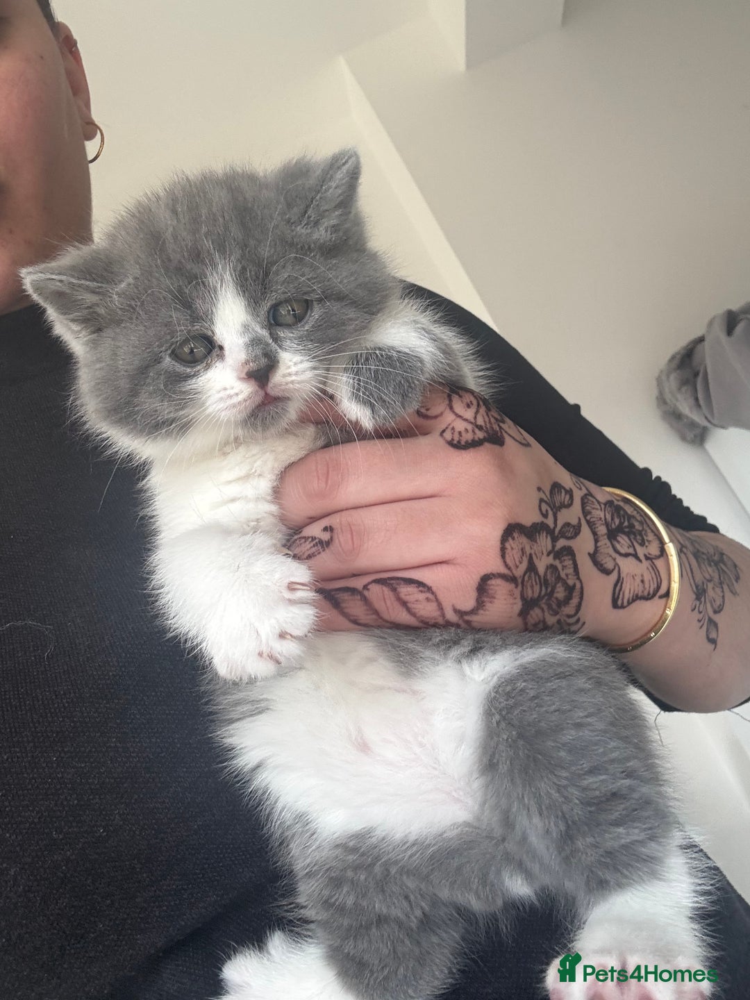 British Shorthair cats for sale: Pedigree British shorthair (Bi colour gene) in Birmingham - Image 21