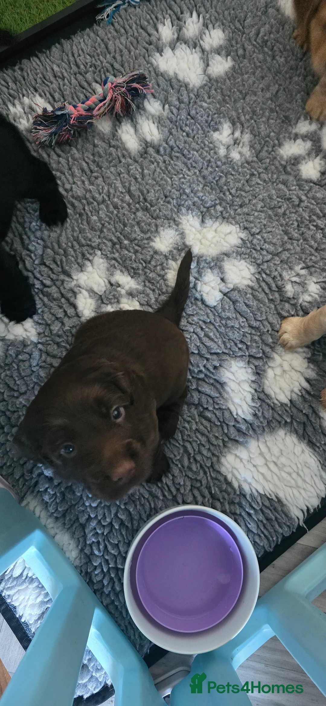 Cocker Spaniel dogs for sale:  4 x MALE Cocker Spaniel puppies  - Advert 14