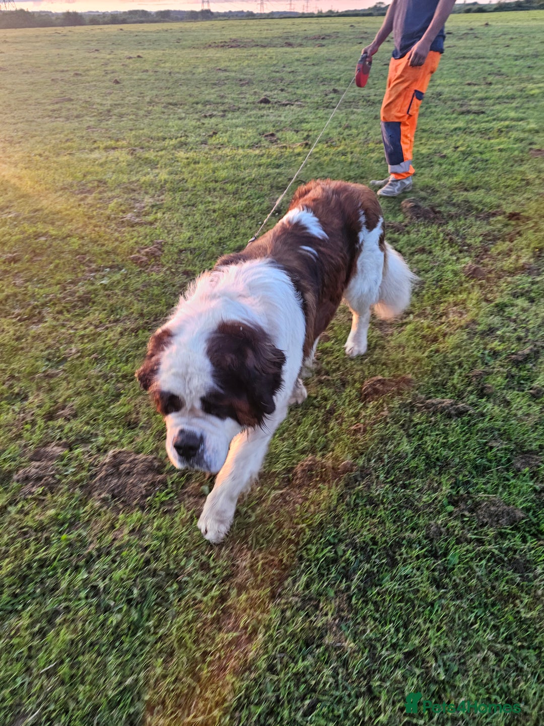 Saint Bernard dogs for sale: Oakley - Advert 4