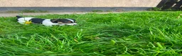 Jack Russell dogs for sale: Beautiful Jack Russell Girls Available  - Advert 32
