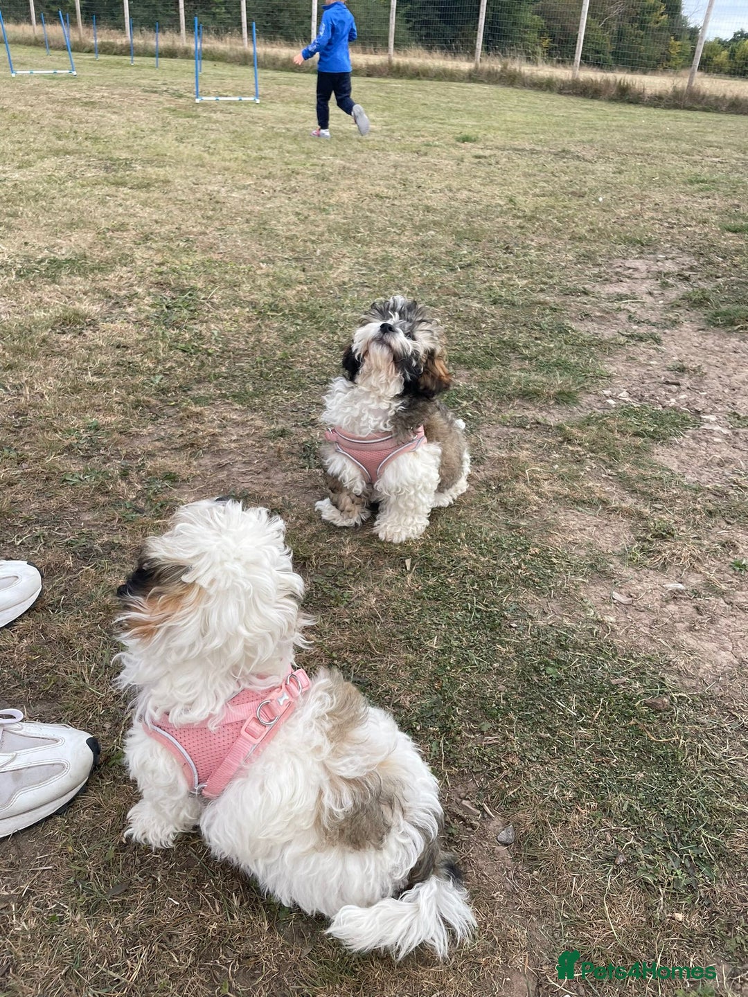 Shihpoo dogs for sale: Sad sale of our shihpoo girl lottie - Advert 5