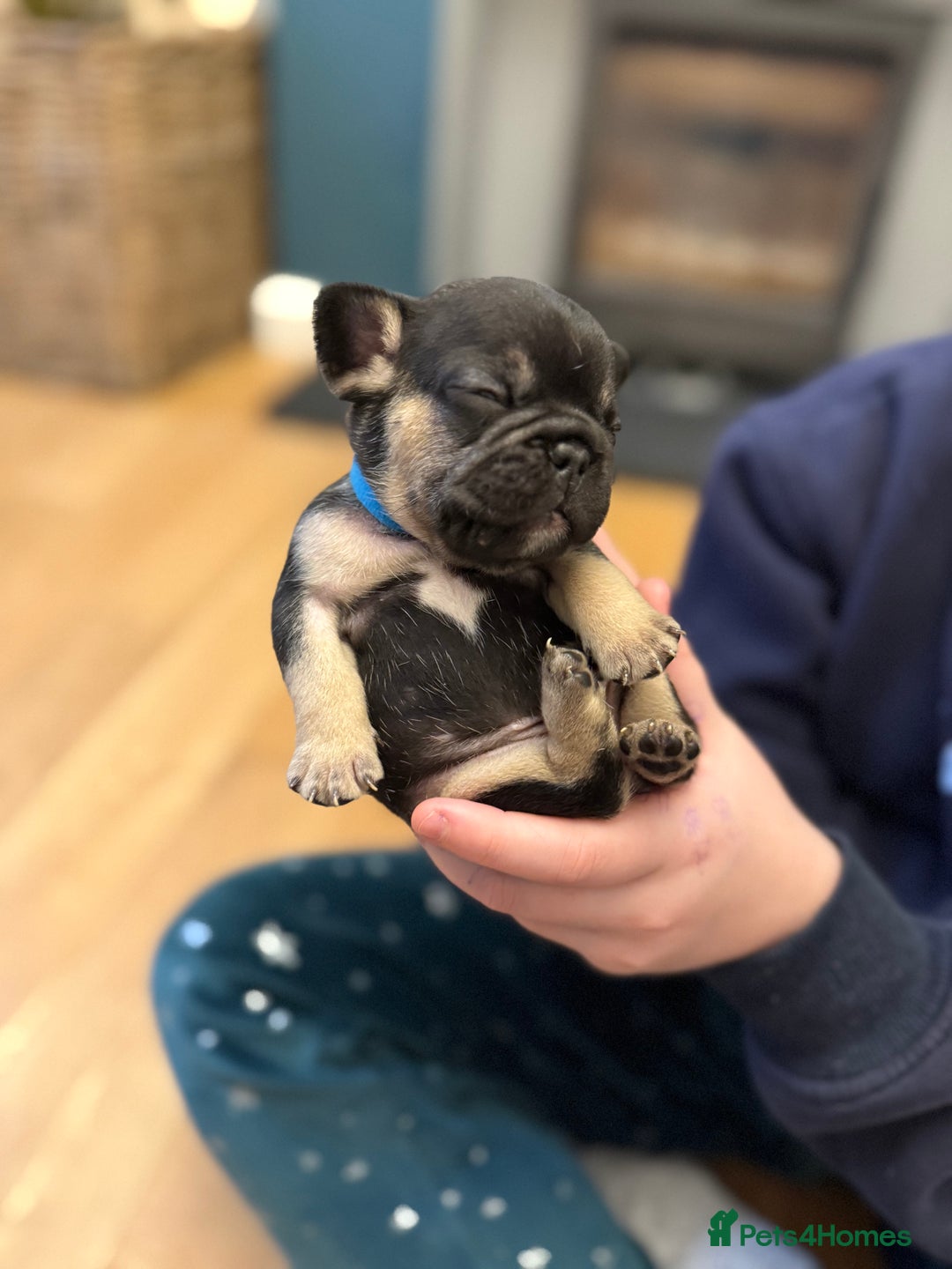 French Bulldog dogs for sale: Beautiful Pups – Looking for Their Forever Homes - Advert 17