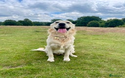 Golden Retriever dogs for stud: Milo - Golden Retriever for stud in Horsham - Image 1