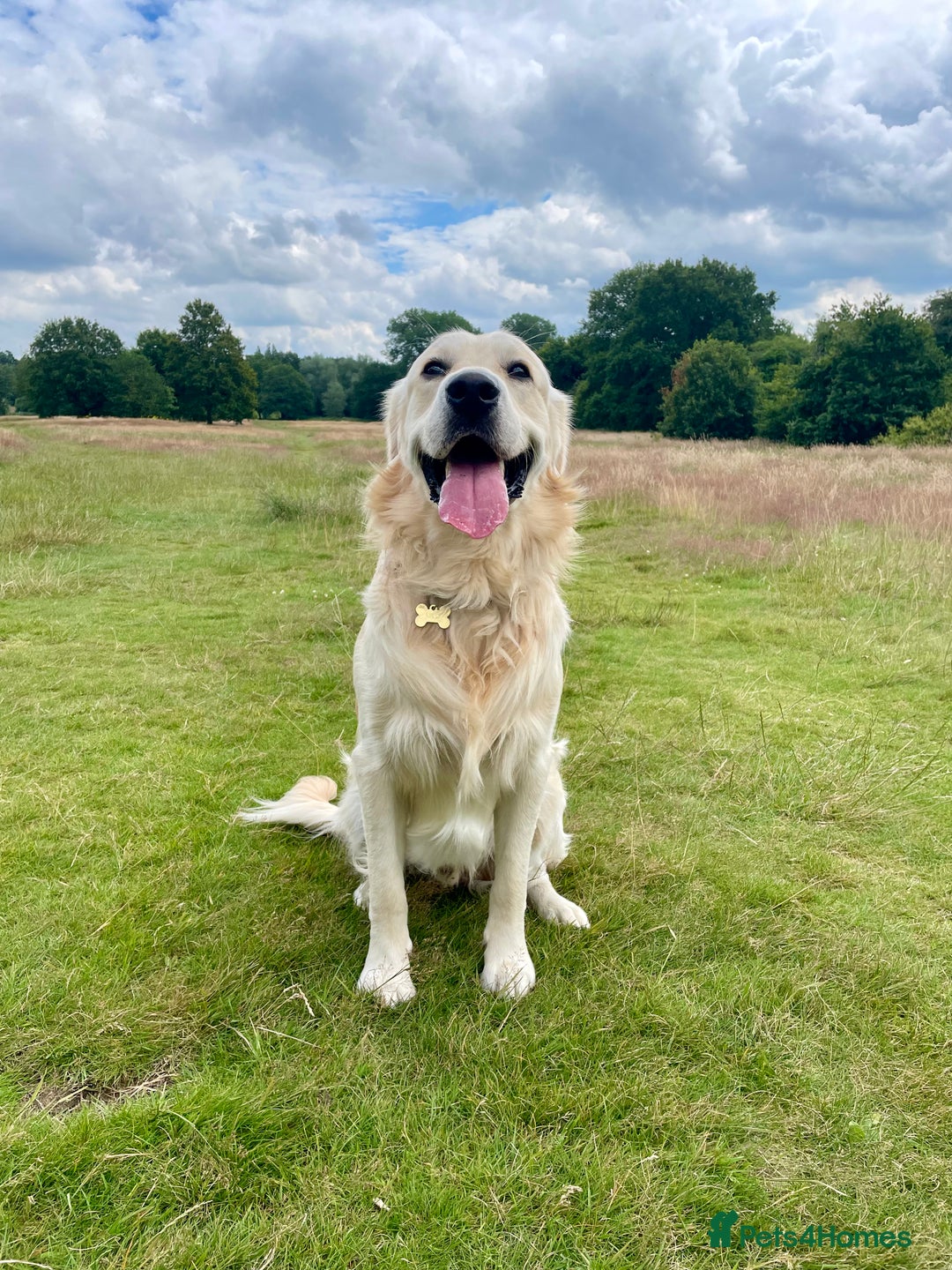 Golden Retriever dogs for stud: Milo - Golden Retriever for stud in Horsham - Image 1
