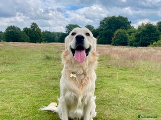 Golden Retriever dogs in Horsham - Advert 13