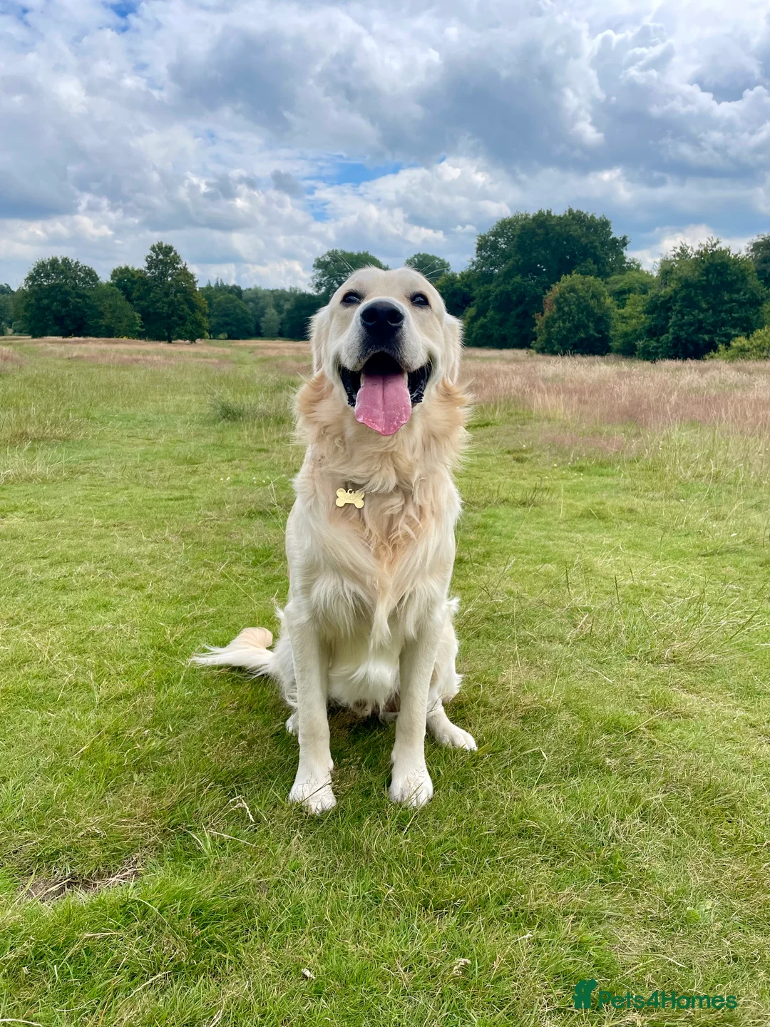 Golden Retriever dogs for stud: Milo - Golden Retriever for stud in Horsham - Advert 1