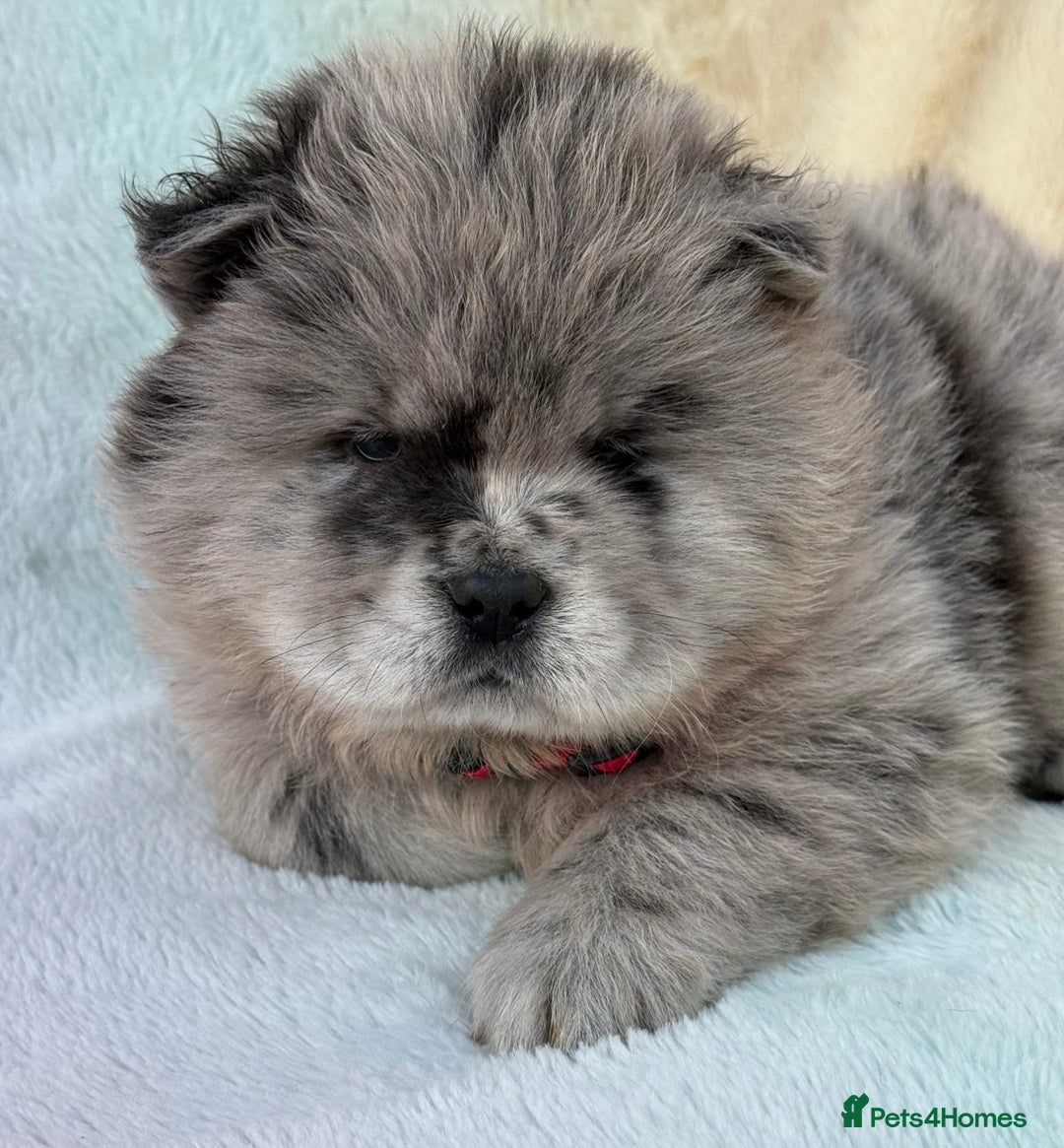 Chow Chow dogs for sale: American Blood Line Chow Chow Puppies  - Advert 26