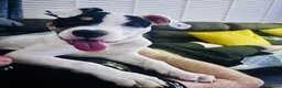 American Bulldog dogs for sale: American Bulldog 5 months old - Advert 2