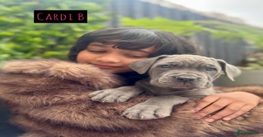 Mixed Breed dogs - Advert 1