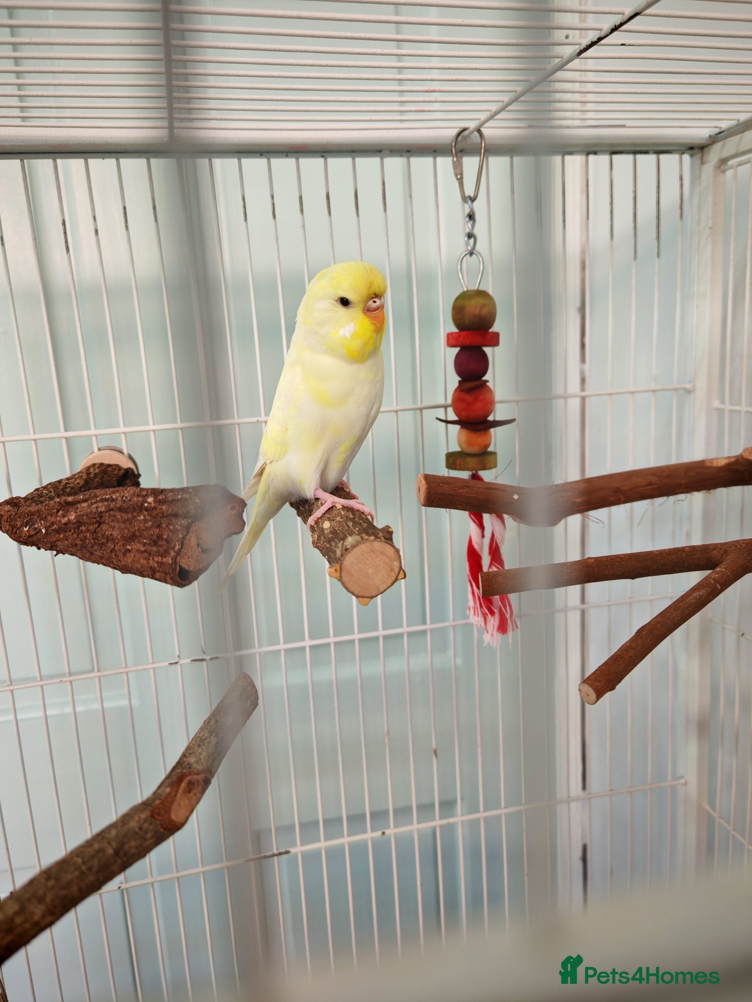 Budgerigars birds Female Budgie Hand Tame  - Advert 4