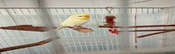 Budgerigars birds for sale: Female Budgie Hand Tame  - Advert 1
