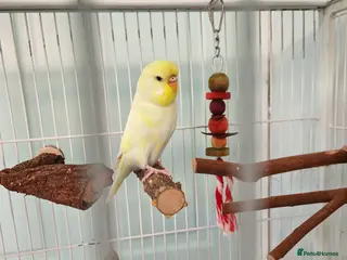 Budgerigars birds Female Budgie Hand Tame - Advert 4