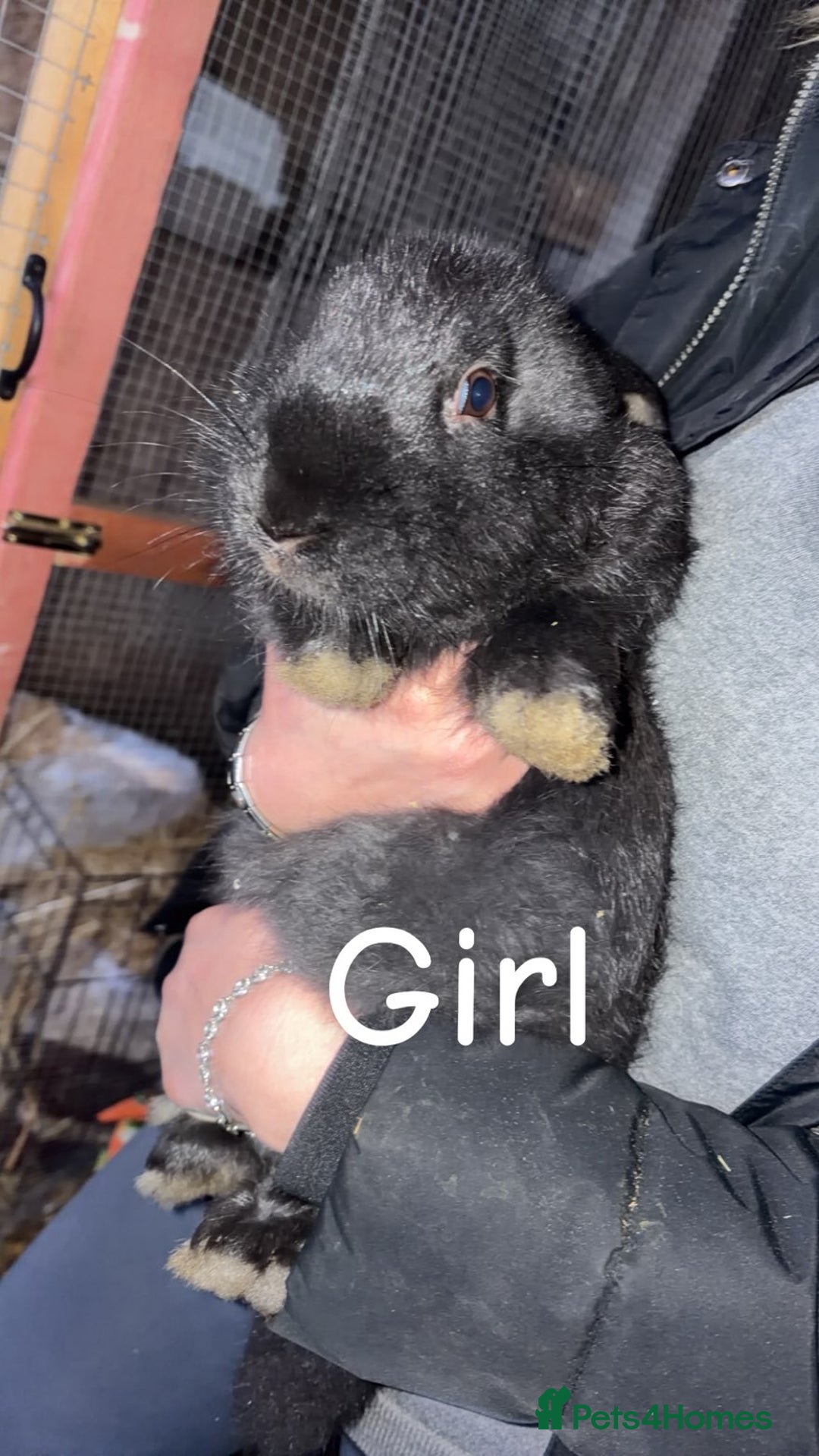 Continental Giant rabbits for sale: Continental giant babies  - Advert 3