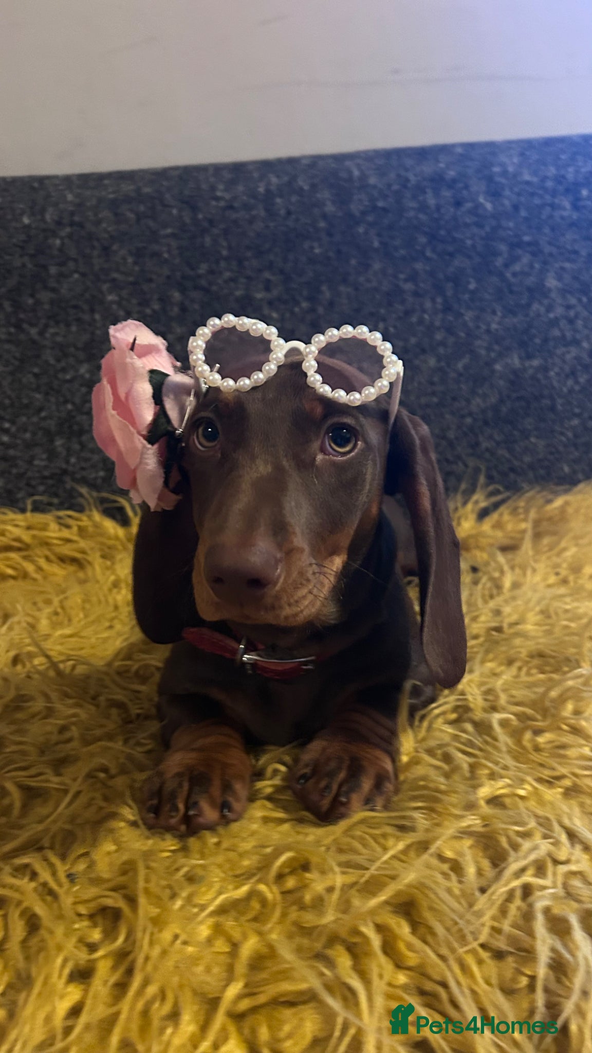 Dachshund dogs Only ONE Girl left Standard dachshund - Advert 1