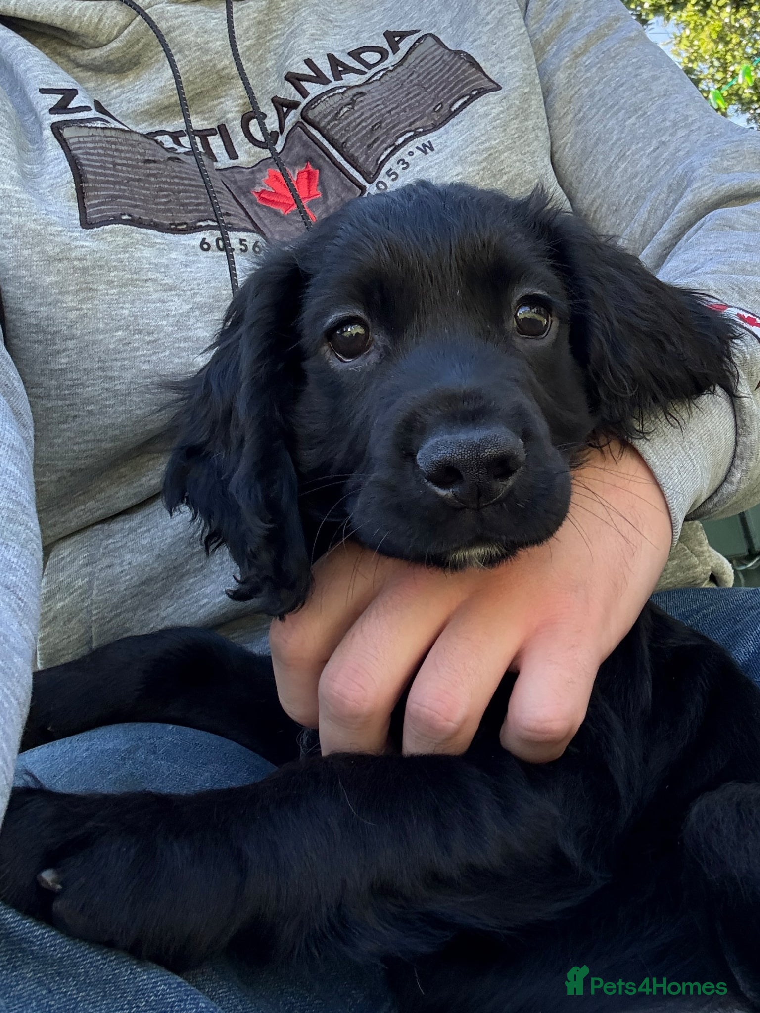 Cocker Spaniel dogs for sale: Beautiful cocker spaniel puppies *3 left* - Advert 5
