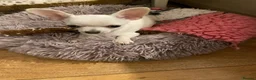 Chihuahua dogs for sale: Chihuahua puppy female  - Advert 4