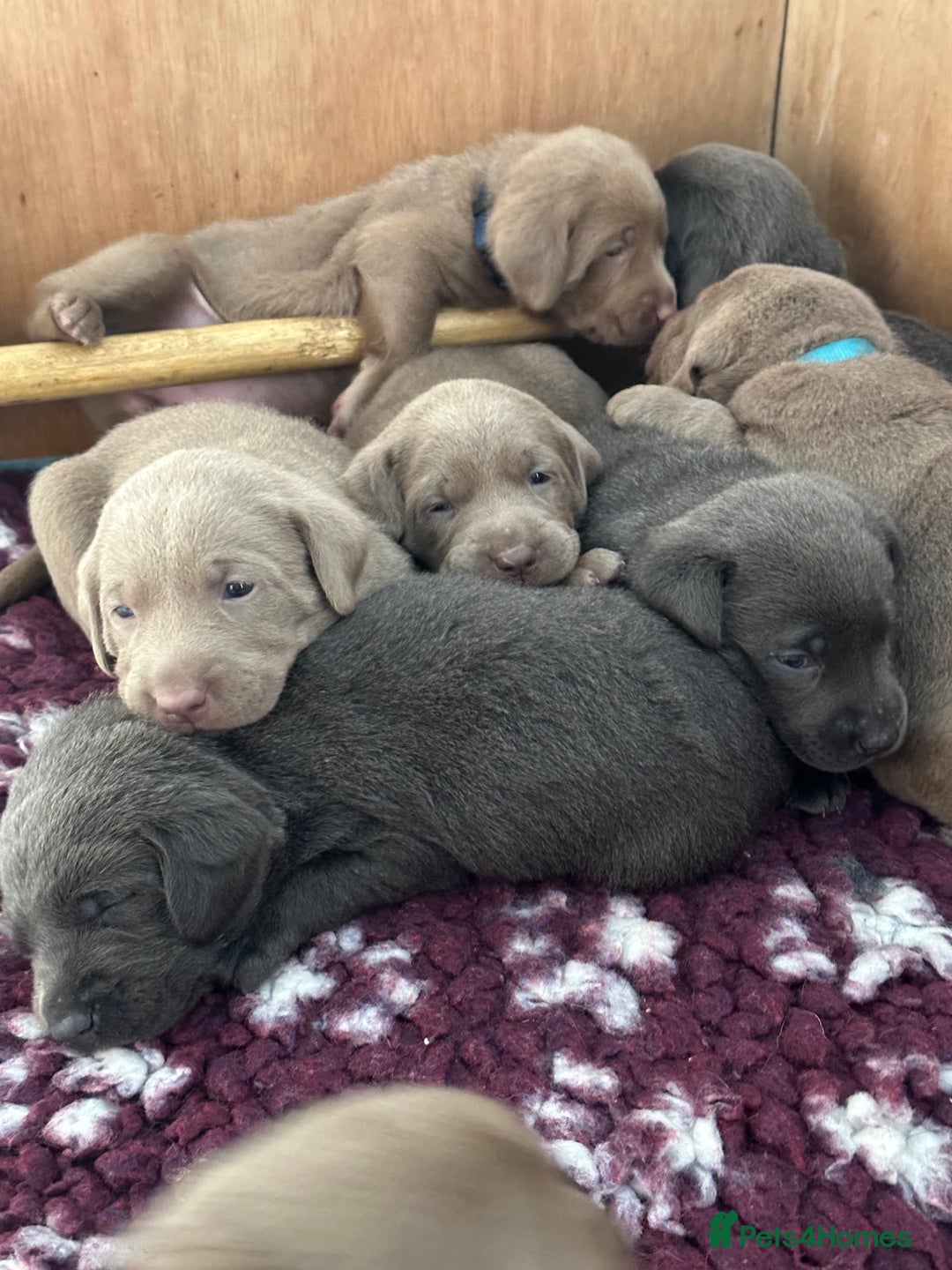 Labrador Retriever dogs for sale: Charcoal and Silver Labradors- Bred by a vet. - Image 5