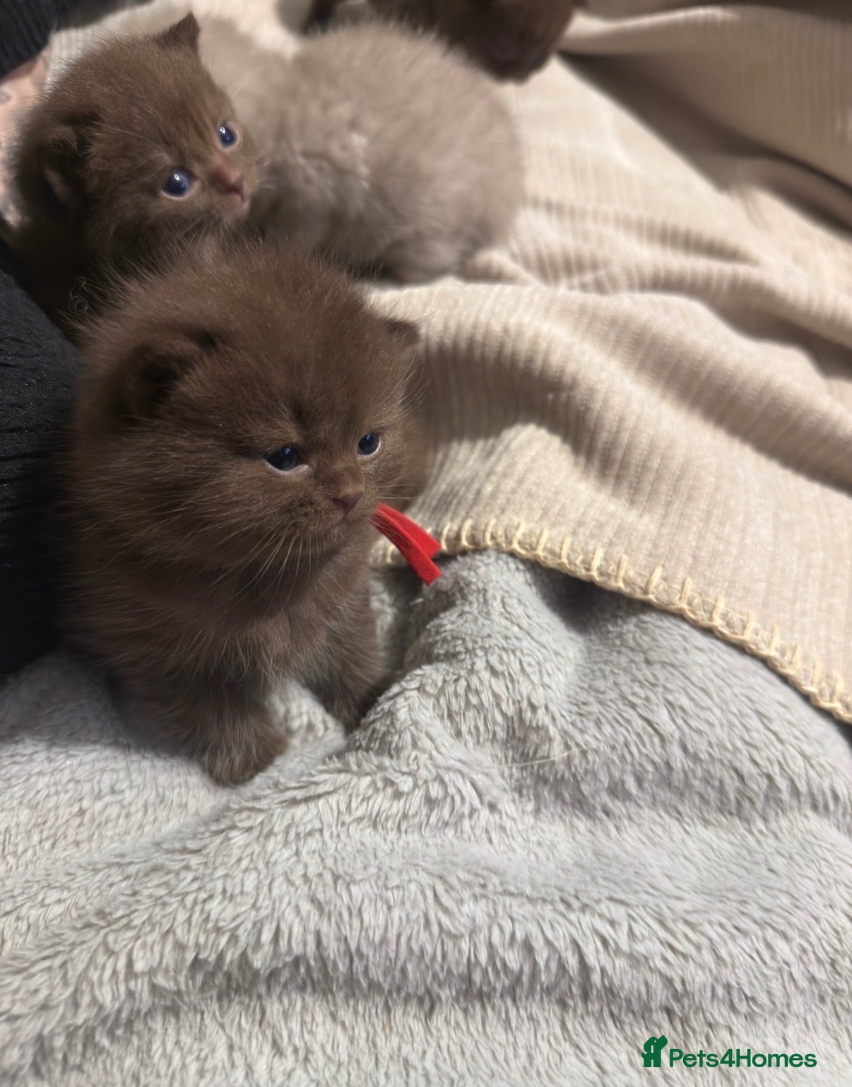 British Shorthair cats Grand Champion Line British Shorthair Kittens - Advert 1