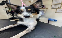 Border Collie dogs for sale: 6 months - beautiful border collie. - Image 2