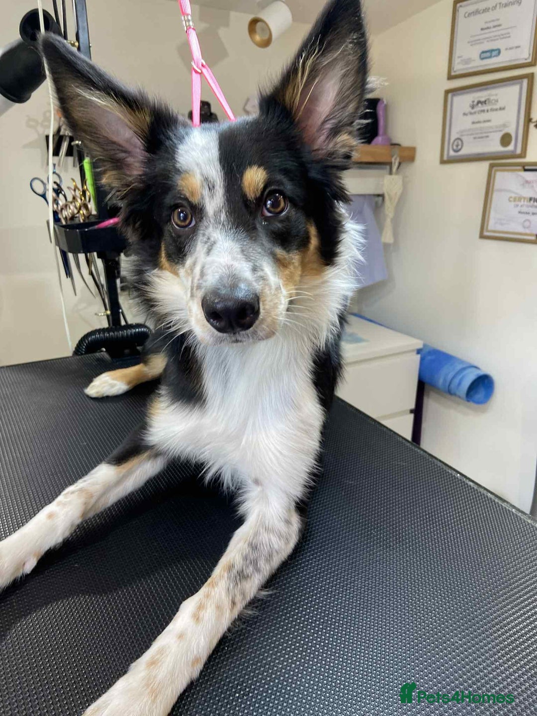 Border Collie dogs for sale: 6 months - beautiful border collie. - Image 2