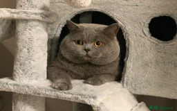 Scottish Fold cats for sale: Adorable rare silver tabby/lilac tabby kittens 🐾 - Image 19