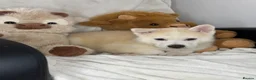 Siberian Husky dogs for sale: Siberian husky puppies  - Advert 8