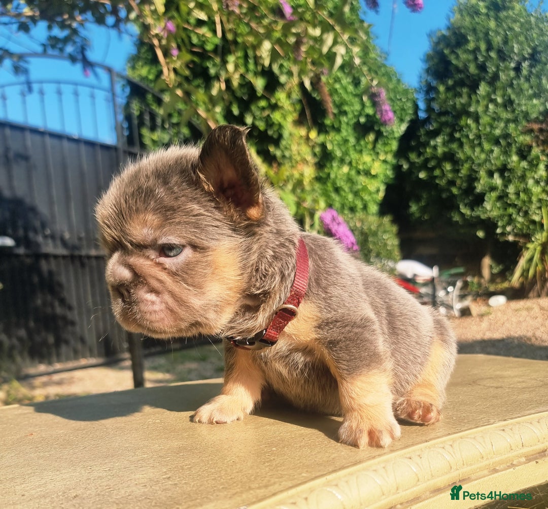 French Bulldog dogs for sale: Beautiful French bulldogs - Image 5