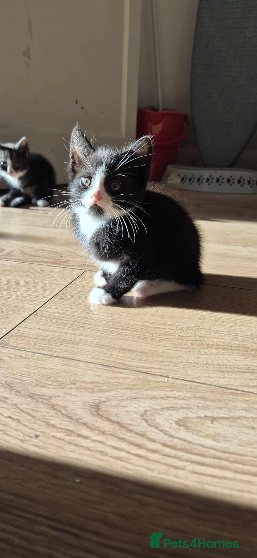 Mixed Breed cats for sale: Kittens for sale - Advert 3