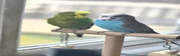 Budgerigars birds for sale: 2 Male Budgies looking for a loving home in Romford - Advert 1